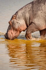 Fototapeta na wymiar Portrait of a lone hippopotamus with reflection walking in shallow water at Enkongo Narok Swamp at Amboseli National Park in Kenya 