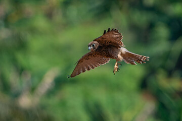 A spotted kestrel or moluccan kestrel falco moluccensis in flight, natural bokeh background 