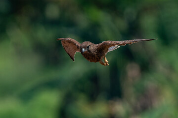 A spotted kestrel or moluccan kestrel falco moluccensis in flight, natural bokeh background 