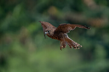 A spotted kestrel or moluccan kestrel falco moluccensis in flight, natural bokeh background 