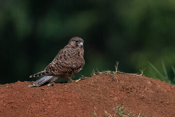 A spotted kestrel or moluccan kestrel falco moluccensis screeching on a red soil, natural bokeh background 
