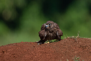 A spotted kestrel or moluccan kestrel falco moluccensis screeching on a red soil, natural bokeh...