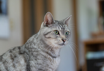 じっと見る猫　サバトラ猫