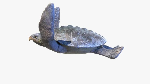 Animation of a swimming Archelon