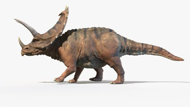 Animation of a Pentaceratops walking