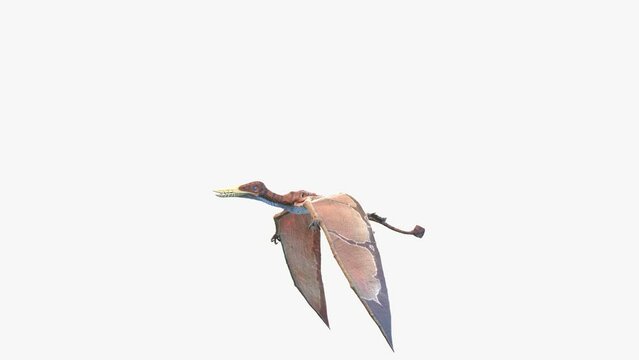 Animation of a Rhamphorhynchus flying