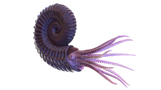 Animation of a swimming Ammonite