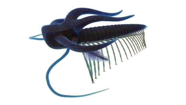 Animation of a Marella swimming