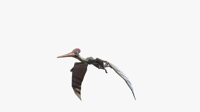 Animation of a Pterodactyl flying
