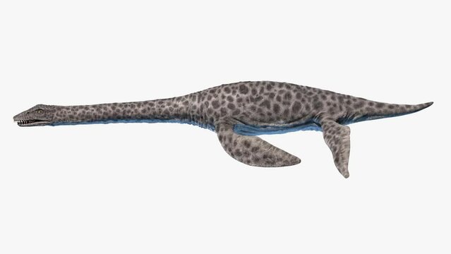 Animation of a Plesiosaurus dinosaur swimming