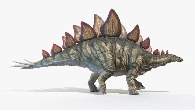 Animation of a Stegosaurus dinosaur walking