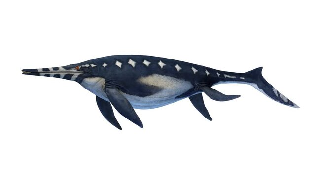 Animation of a Shonisaurus dinosaur swimming