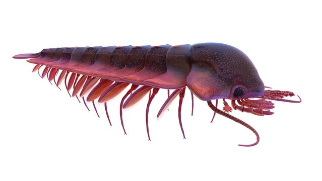 Animation of a Sanctocaris swimming