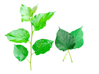 leaf mulberry green It's a PNG file with a transparent background,Mulberry leaf tea herbs good for health