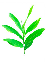 Galangal tree and leaf Galangal green It's a PNG file with a transparent background.