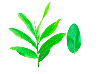 Galangal tree and leaf Galangal green It's a PNG file with a transparent background.