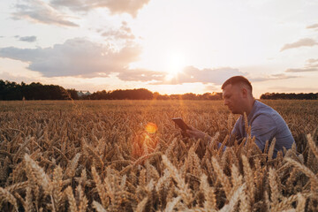 Naklejka na ściany i meble Wheat field at sunset. Agriculture concept, a farmer in the field checks the quality of the crop. Front view