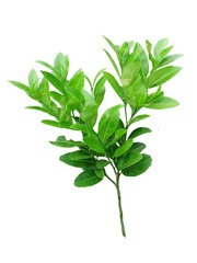 green leaves and lemon tree  It's a PNG file with a transparent background.