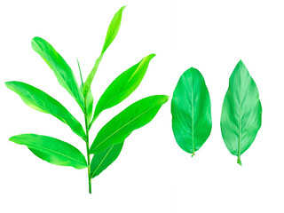 Galangal tree and leaf Galangal green It's a PNG file with a transparent background.