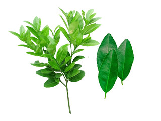 green leaves and lemon tree  It's a PNG file with a transparent background.