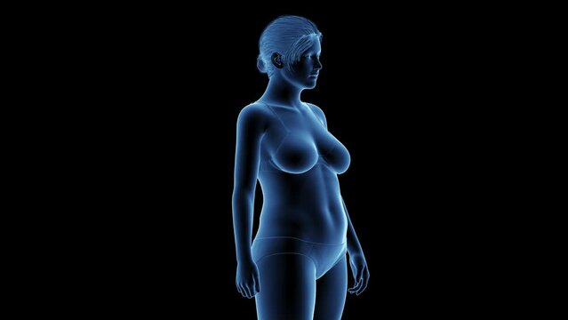 Animation of a woman's transition from fat to fit