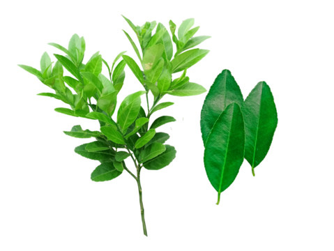 green leaves and lemon tree  It's a PNG file with a transparent background.