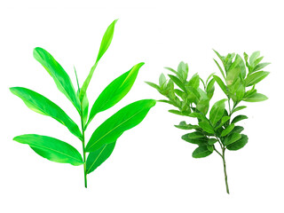 Fototapeta premium Galangal tree and leaf Galangal green It's a PNG file with a transparent background.