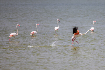 Flamingo im Flug