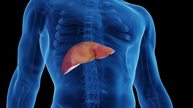 Animation of a man's liver