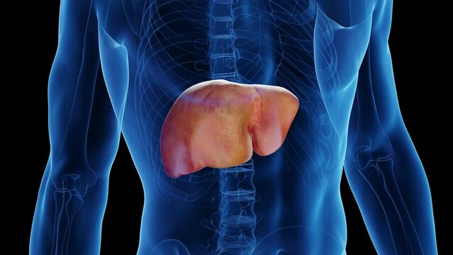 Animation of a man's liver