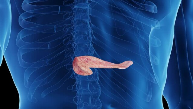 Animation of a healthy man's pancreas
