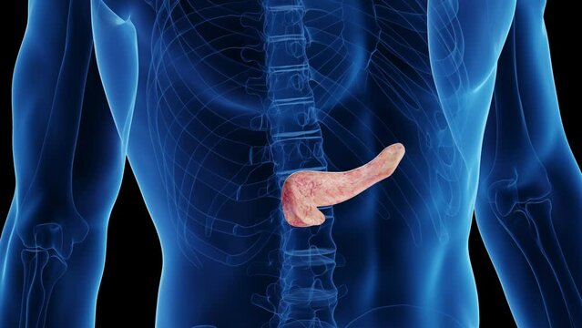 Animation of a healthy man's pancreas