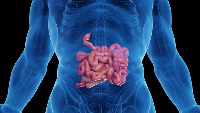 Animation of a man's small intestine