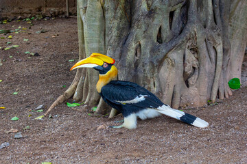Hornbill close-up shot, in the zoo, the eyes of the hornbill © TeacherX555