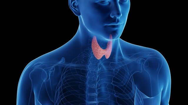 Animation of the thyroid gland of a man