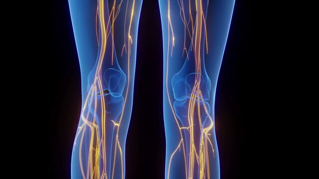 Animation of the nerves in a woman's body