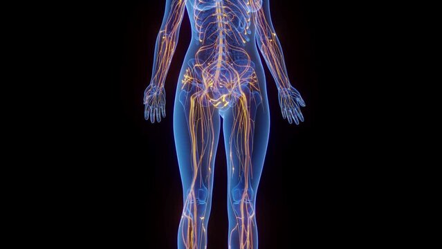 Animation of the nerves in a woman's body