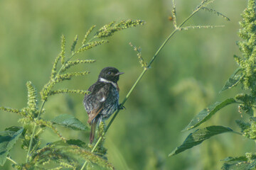 bird on the grass