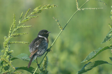 bird in the grass