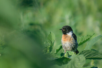 robin on a branch