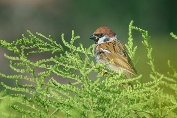 sparrow on a branch