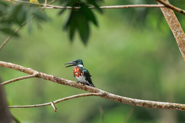 Amazon Kingfisher, Chloroceryle amazona, portrait of green and orange bird in Costa Rica....