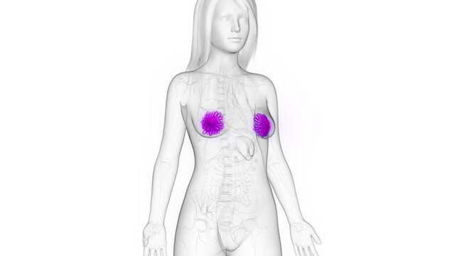 Animation of the female mammary glands