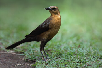 Quiscalus mexicanus, Great-tailed Grackle, common bird from Central America. Wildlife scene from Costa Rica. Tortuguero