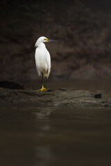 White heron, Snowy Egret, Egretta thula, standing in Suerte River Tortuguero