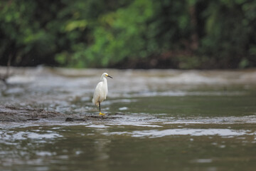 White heron, Snowy Egret, Egretta thula, standing in Suerte River Tortuguero