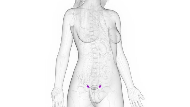 Animation of the ovaries of a healthy woman