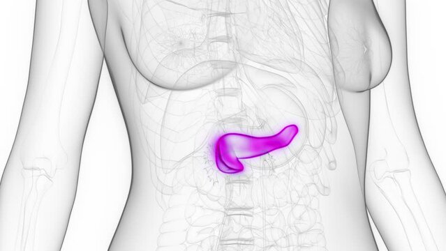 Animation of the pancreas of a healthy woman