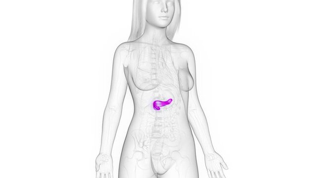Animation of the pancreas of a healthy woman