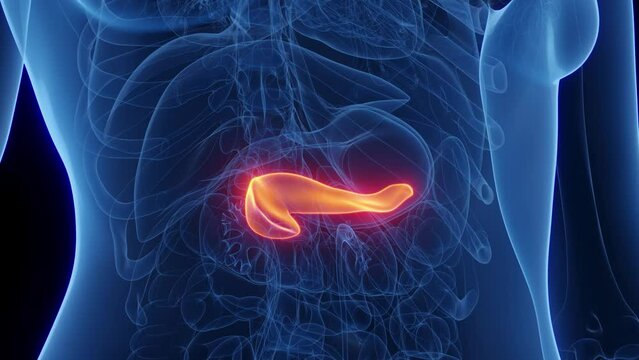 Animation of a woman's pancreas